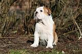 BULLDOG ANGLAIS 049
